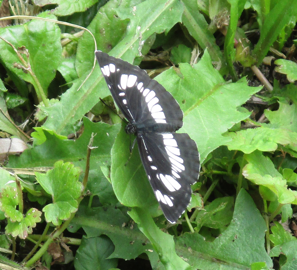  Neptis rivularis- schwarzer Trauerfalter