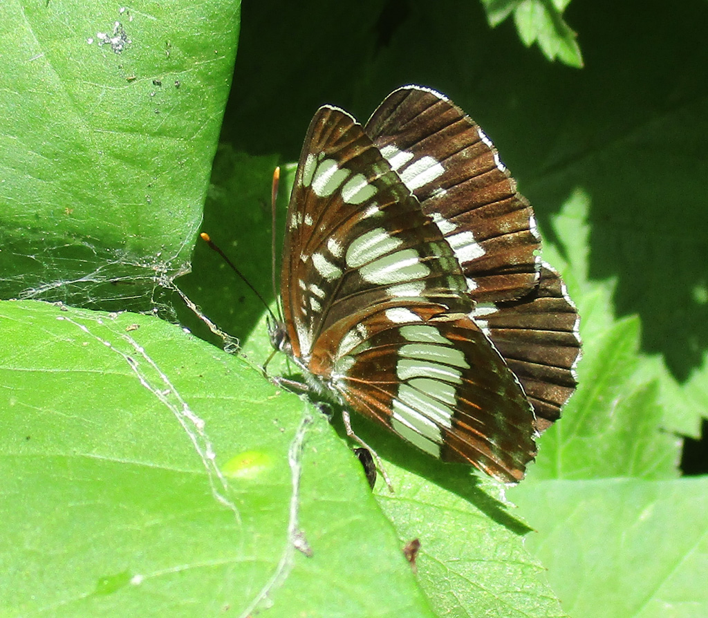  Neptis rivularis- schwarzer Trauerfalter 