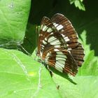  Neptis rivularis- schwarzer Trauerfalter 