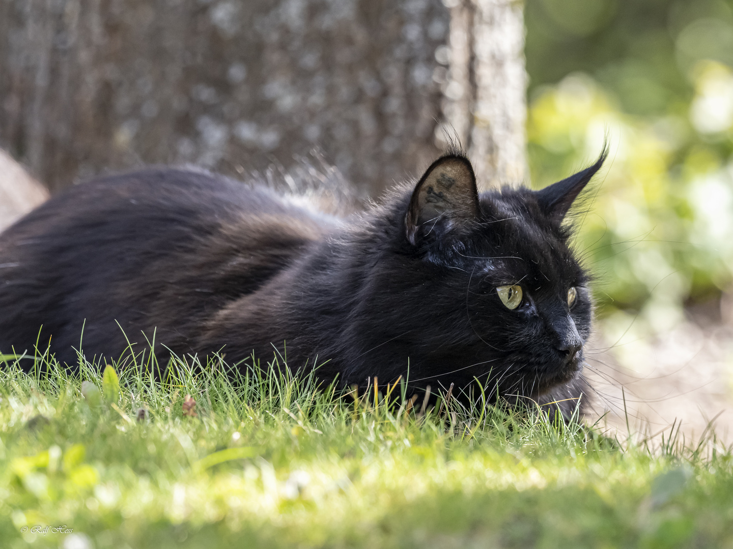 Nera - was tummelt sich im Garten