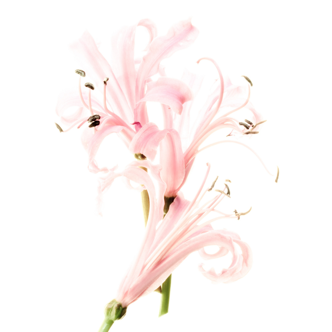 Nerine