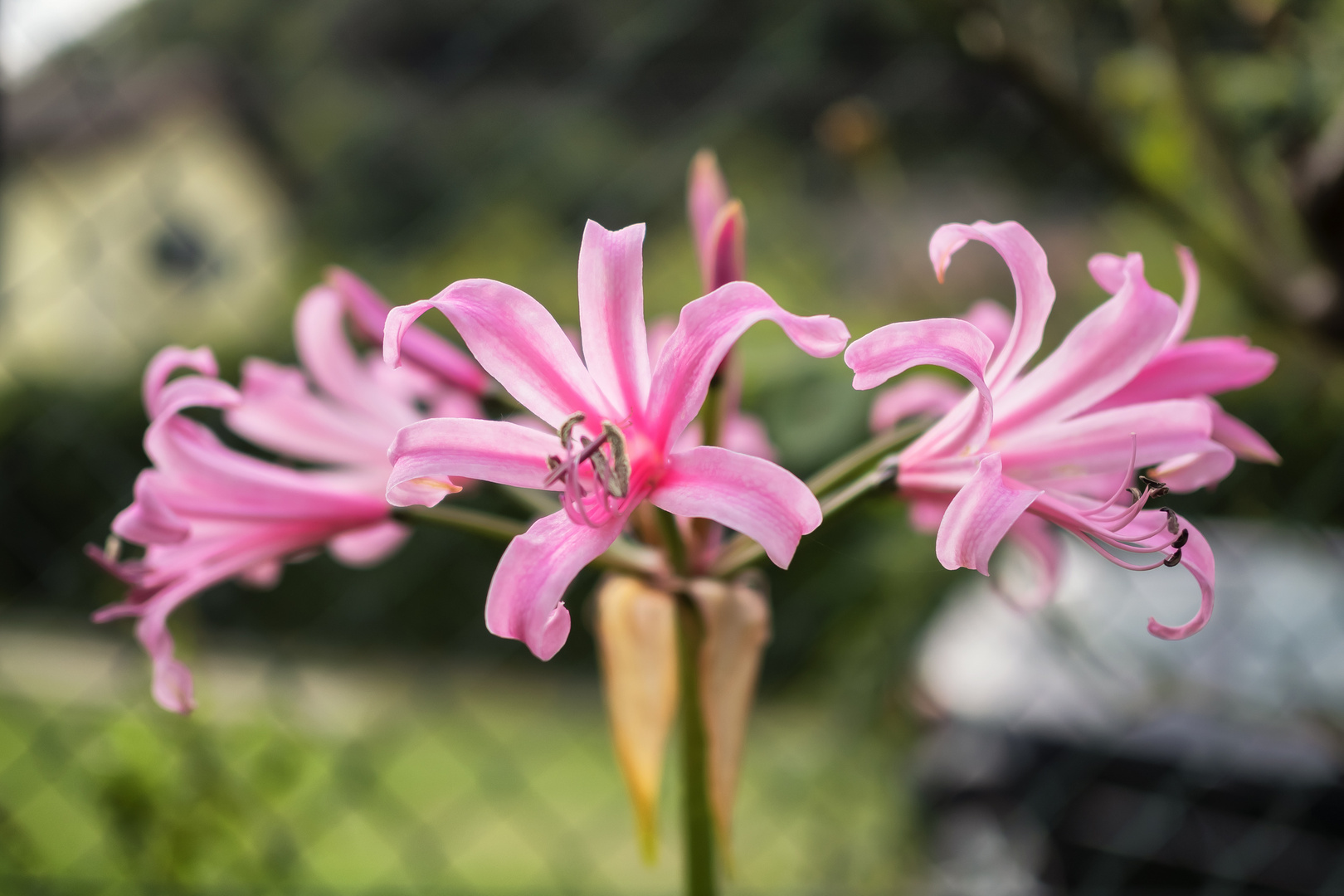 Nerine Bowdenii