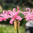 Nerine Bowdenii