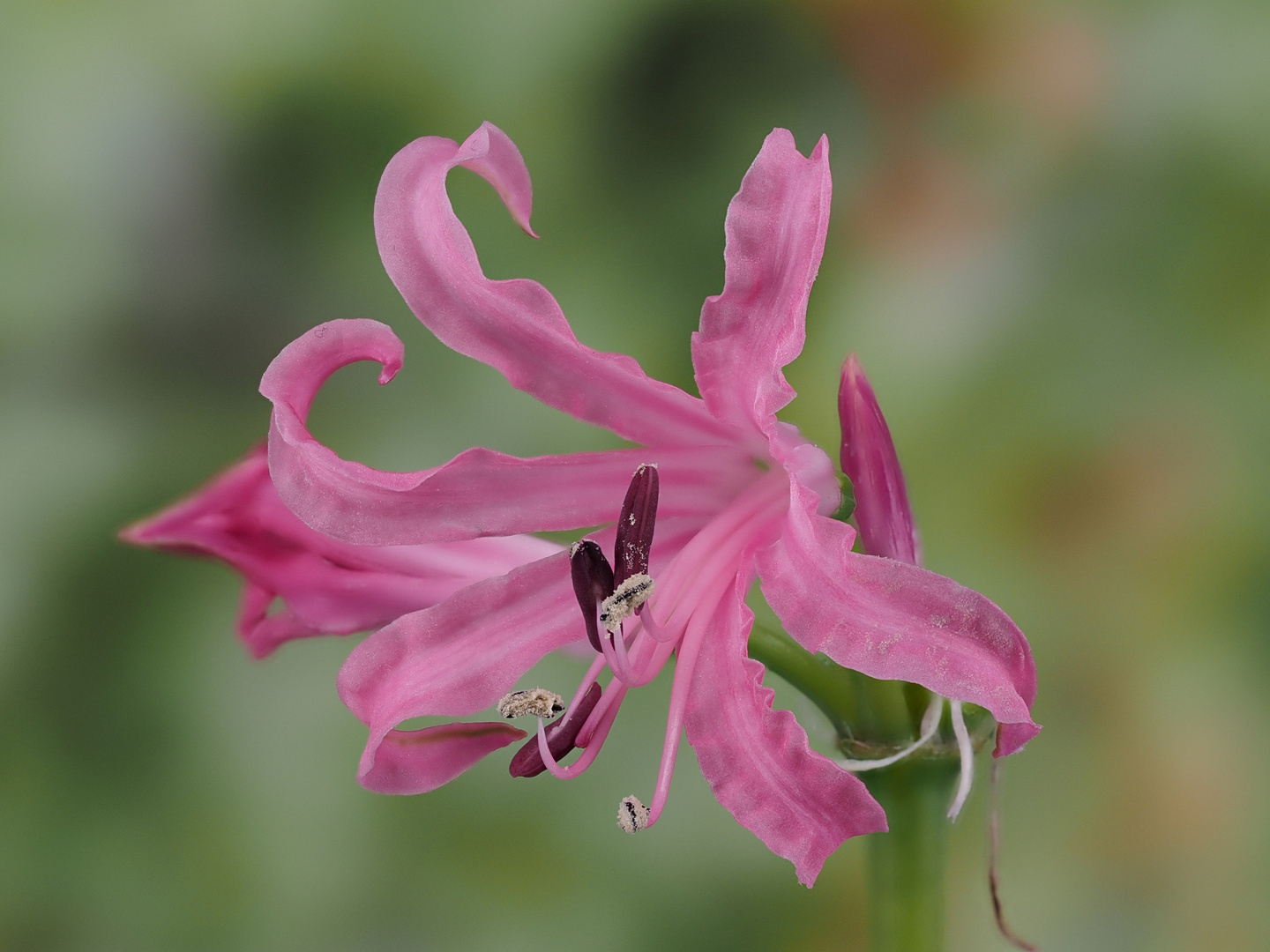 Nerine Foto & Bild spezial, natur, blumen Bilder auf