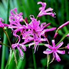 Nerine, lila blühend