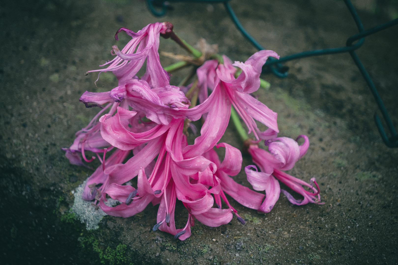 Nerine sul muro