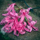 Nerine sul muro