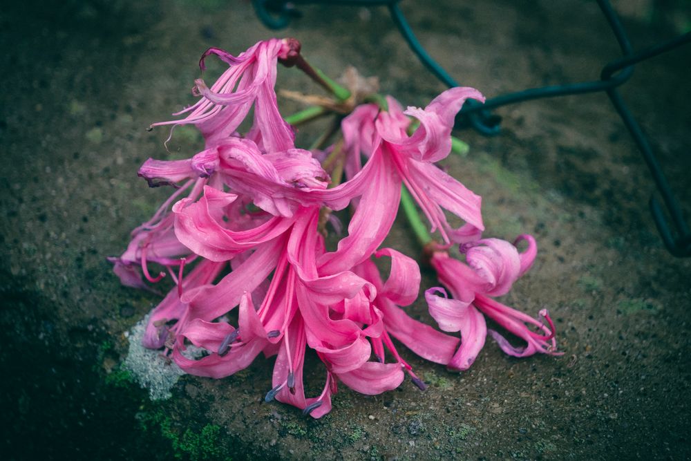 Nerine sul muro