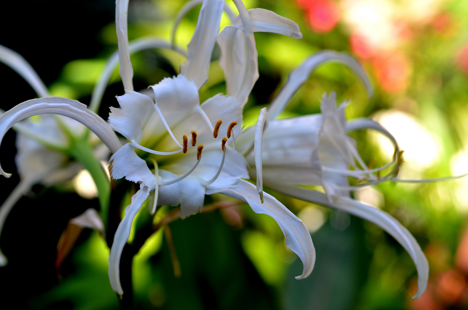 Nerine, weiß blühend