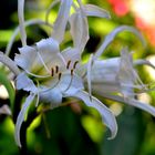 Nerine, weiß blühend