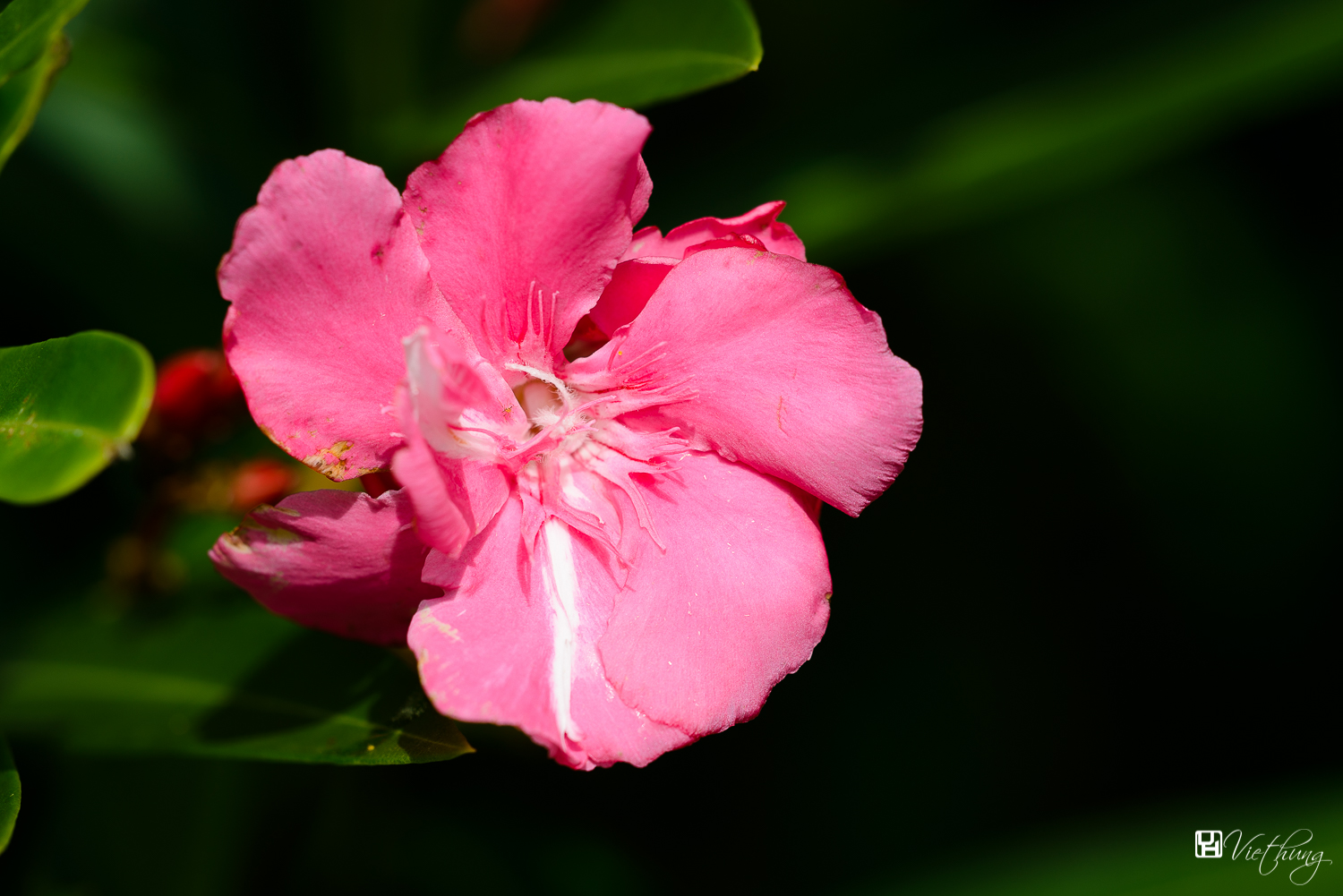 Nerium oleander