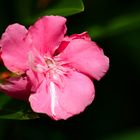 Nerium oleander