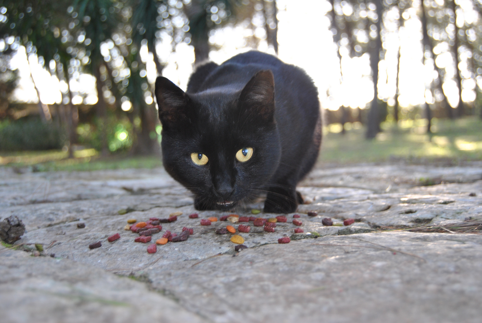 Nero (gatto nero)