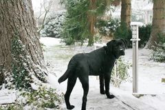 Nero im "Schnee" (was wir in BI als Schnee bezeichnen)