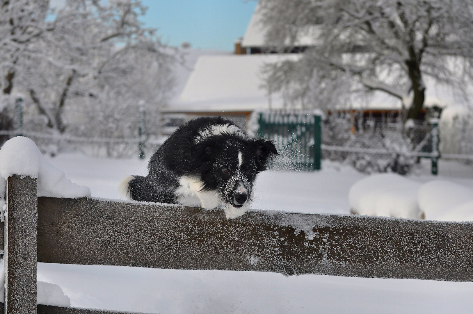 Nero - im SchneeFlug ;)