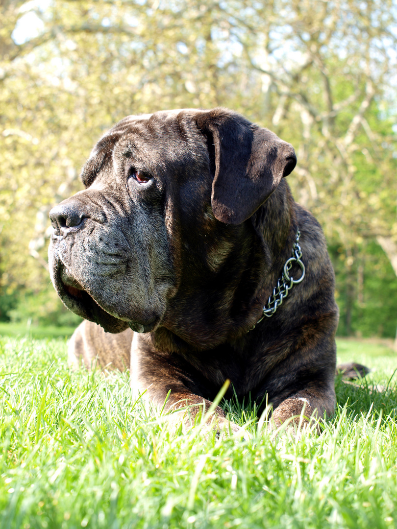 Nero - Mastino Napoletano