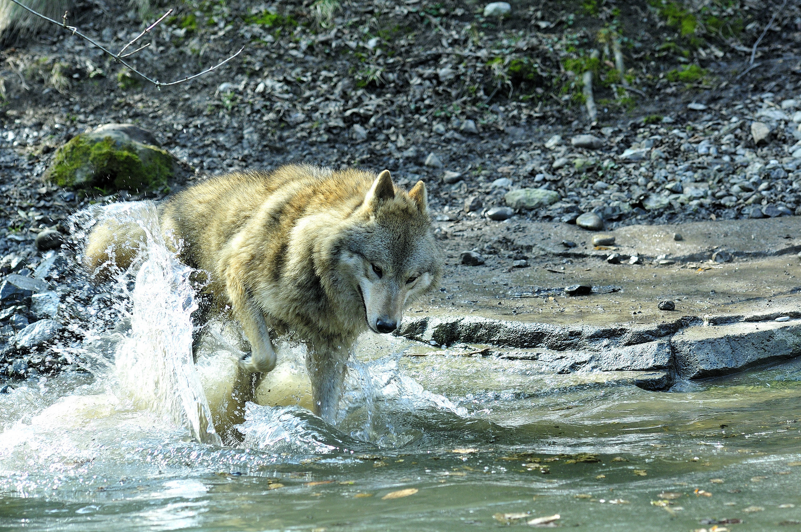 Nervöser Wolf