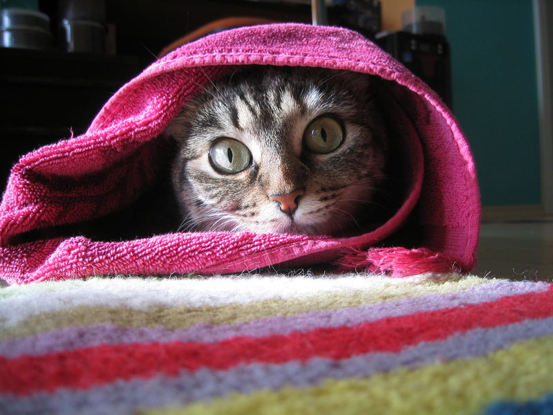 Nervous cat wrapped in cloth...