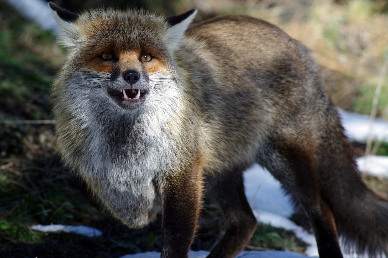 Nervous fox