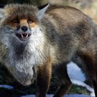 Nervous fox