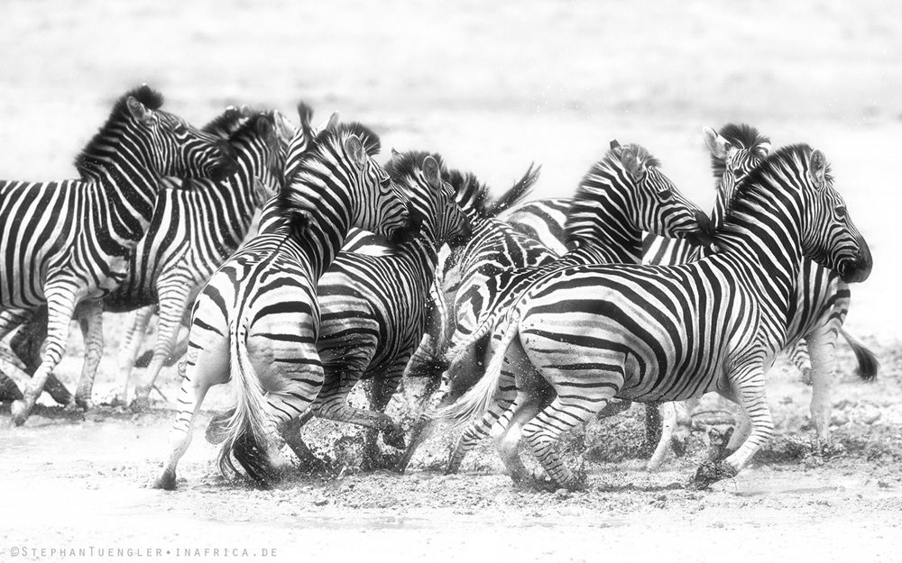 Nervous zebras -