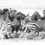 Nervous zebras -