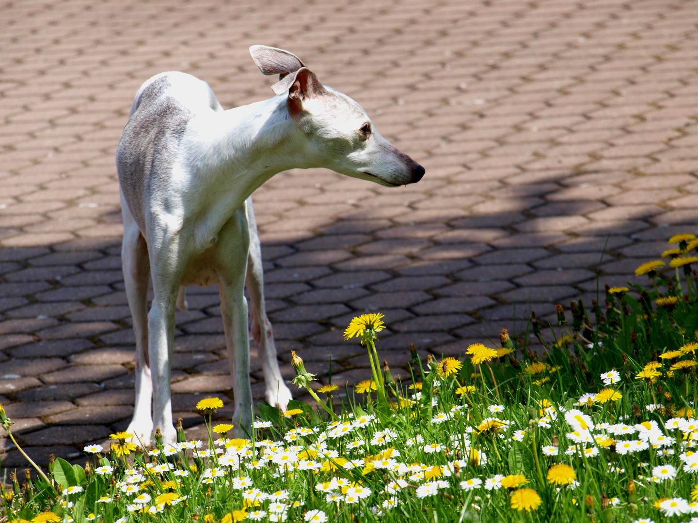 Nerys mit 14,5 Jahren im Garten