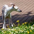 Nerys mit 14,5 Jahren im Garten