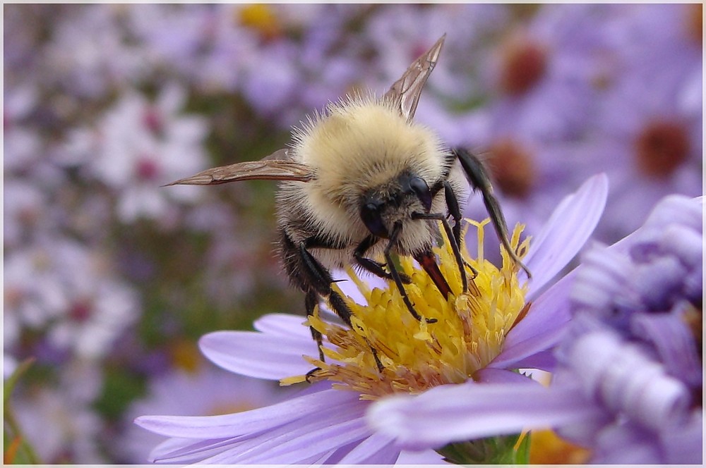 Nerz mit Flügeln bzw. Wald- oder Wiesenhummel