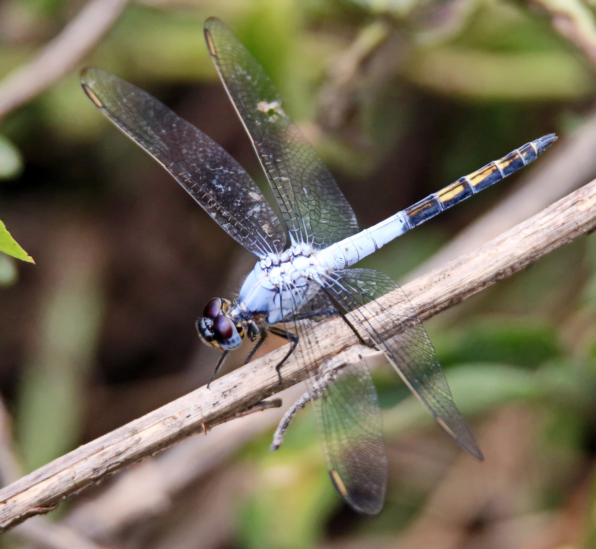 Nesciothemis farinosa – EASTERN BLACKTAIL