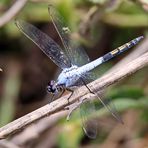 Nesciothemis farinosa – EASTERN BLACKTAIL