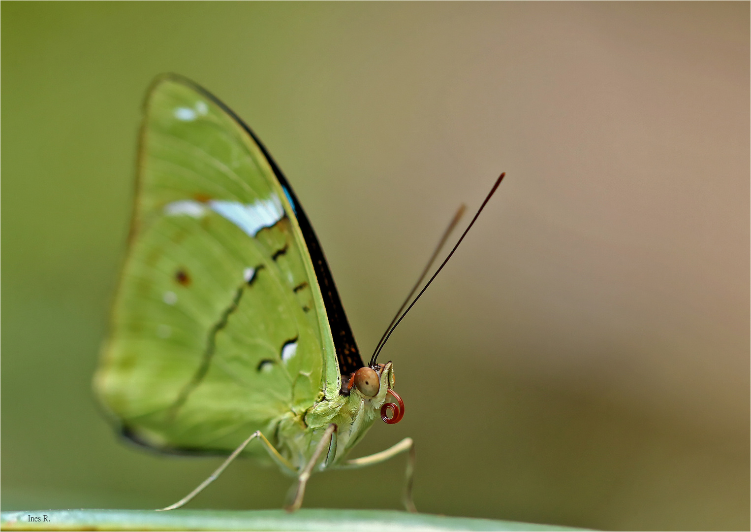 Nessaea auglara, Common Olivewing