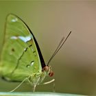 Nessaea auglara, Common Olivewing