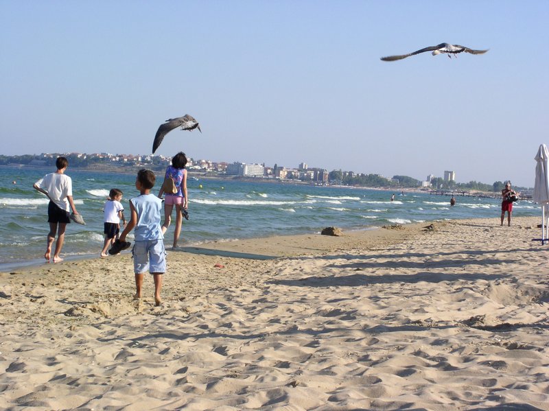 Nessebar Gulls