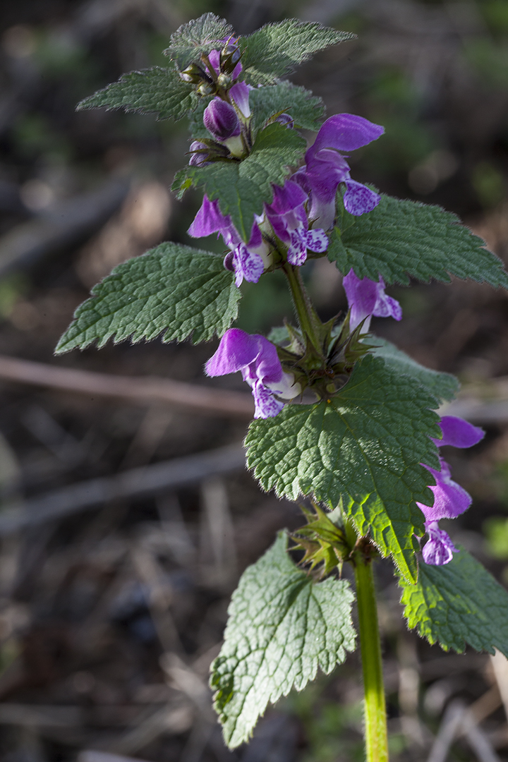 Nessel Foto & Bild pflanzen, pilze & flechten, blüten
