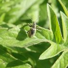 Nessel-Blattrüssler (Phyllobius pomaceus)