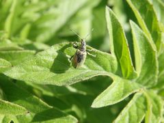 Nessel-Blattrüssler (Phyllobius pomaceus)