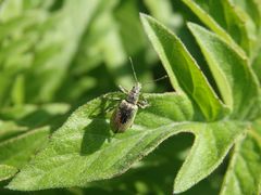 Nessel-Blattrüssler (Phyllobius pomaceus)