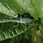 Nessel-Blattrüssler (Phyllobius pomaceus)