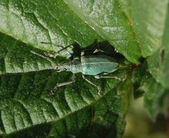 Nessel-Blattrüssler (Phyllobius pomaceus)