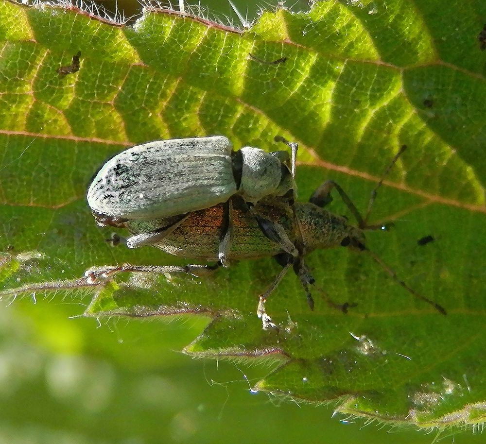 Nessel-Blattrüssler (Phyllobius pomaceus) bei der Paarung