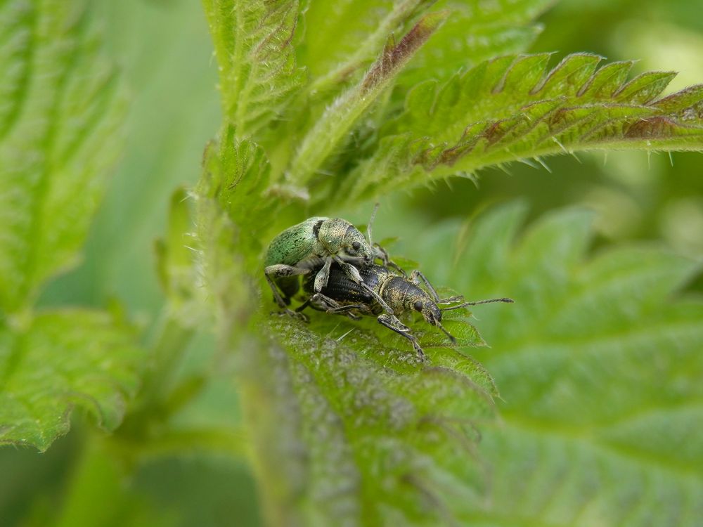 Nessel-Blattrüssler (Phyllobius pomaceus) bei der Paarung