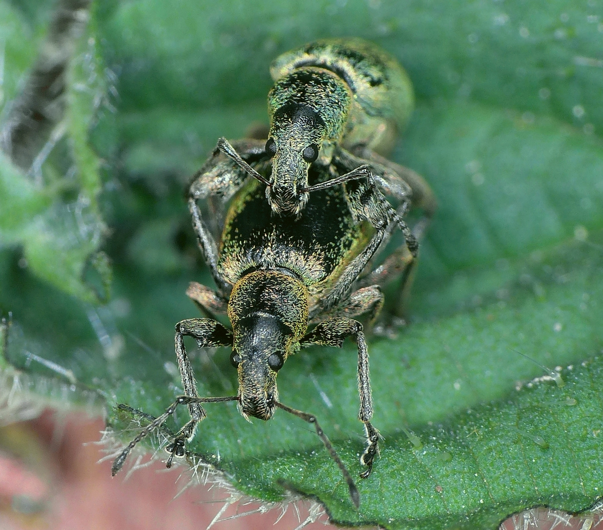 Nessel-Blattrüssler (Phyllobius pomaceus) bei der Paarung