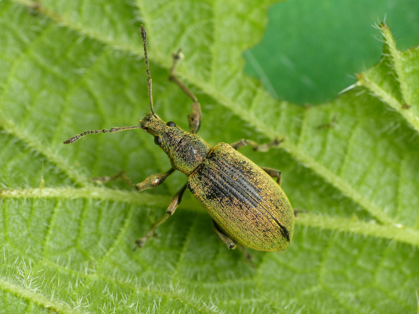 Nessel-Blattrüssler (Phyllobius pomaceus) im Makro