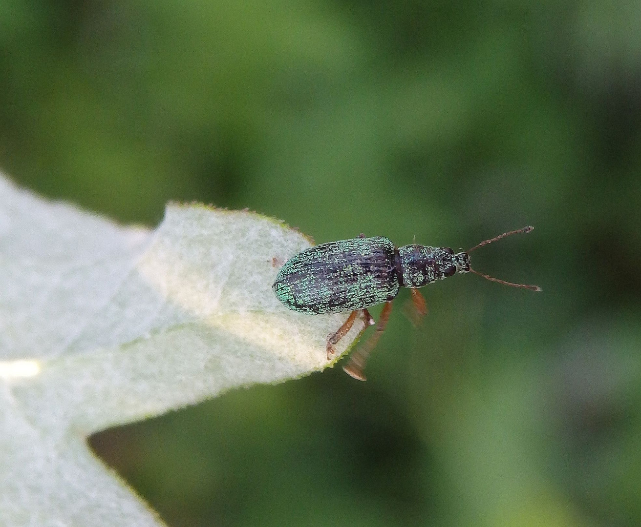 Nessel-Blattrüssler (Phyllobius pomaceus) im Makro