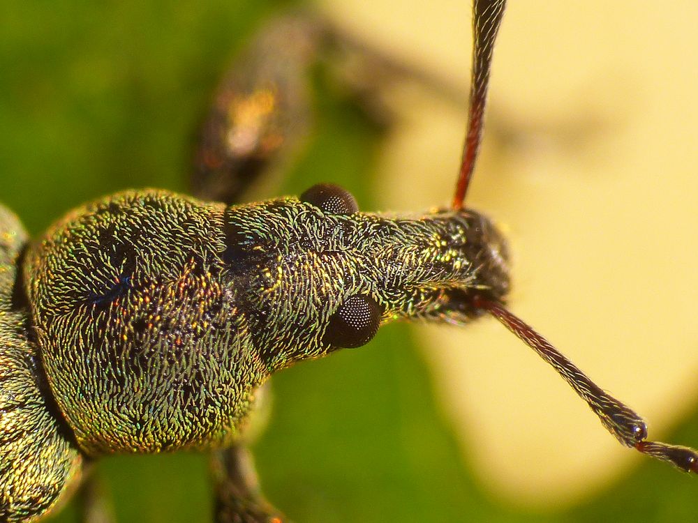 Nessel-Blattrüssler (Phyllobius pomaceus) im Super-Makroformat