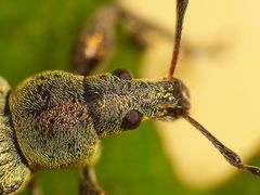 Nessel-Blattrüssler (Phyllobius pomaceus) im Super-Makroformat