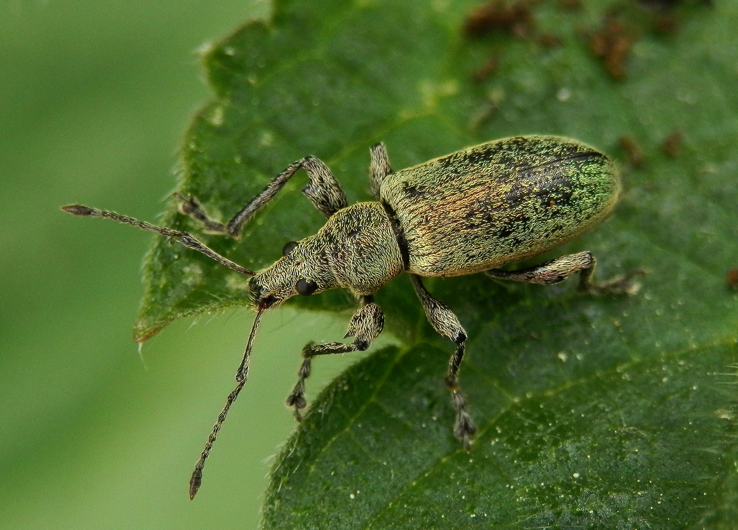 Nessel-Blattrüssler (Phyllobius pomaceus) nach dem Liebesakt