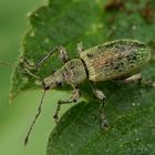 Nessel-Blattrüssler (Phyllobius pomaceus) nach dem Liebesakt