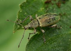 Nessel-Blattrüssler (Phyllobius pomaceus) nach dem Liebesakt